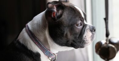 Cómo calmar a un perro con ansiedad por separación