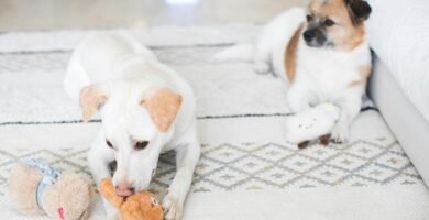 Juguetes interactivos para perros con ansiedad 2025