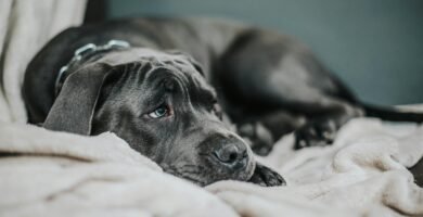 9 señales de que tu perro tiene ansiedad por separación