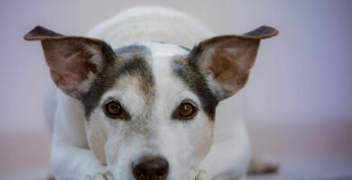 Por qué mi perro destruye cosas cuando me voy