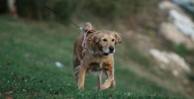 Rutina diaria para perros ansiosos